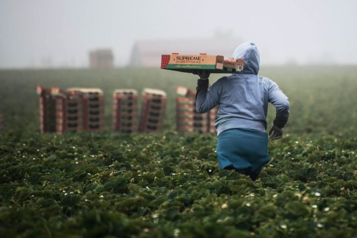 trabajo de migrantes