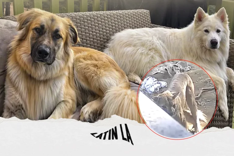 Puma mata a dos perros grandes en San Bernardino y arrastra uno de los cuerpos a su guarida