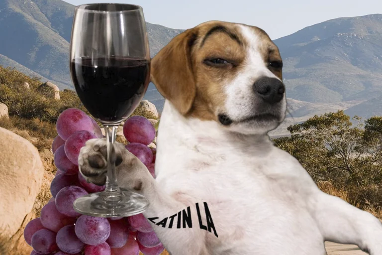 Valle de Guadalupe busca ordenar su crecimiento sin perder lo que lo hizo atractivo