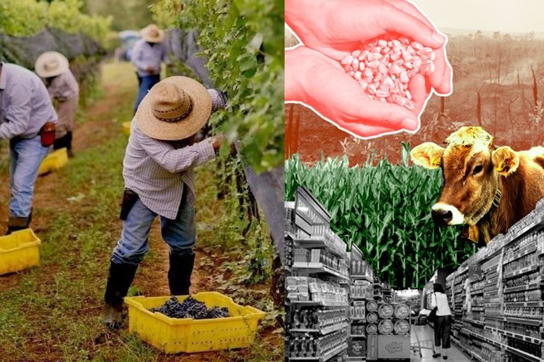 Reconocen el Día de los Trabajadores Agrícolas, a partir de este 2026