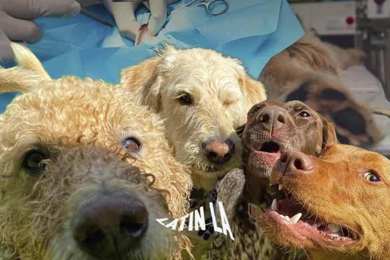 Tijuana impulsa unidades móviles para atención y esterilización de mascotas en distintas zonas de la ciudad