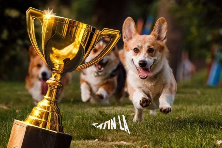 Summer Corgi Nationals llega a California con carreras, comida y un festival “perruno” único