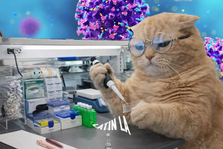 Científicos avanzan en una posible vacuna contra el hantavirus mientras preparan ensayos clínicos