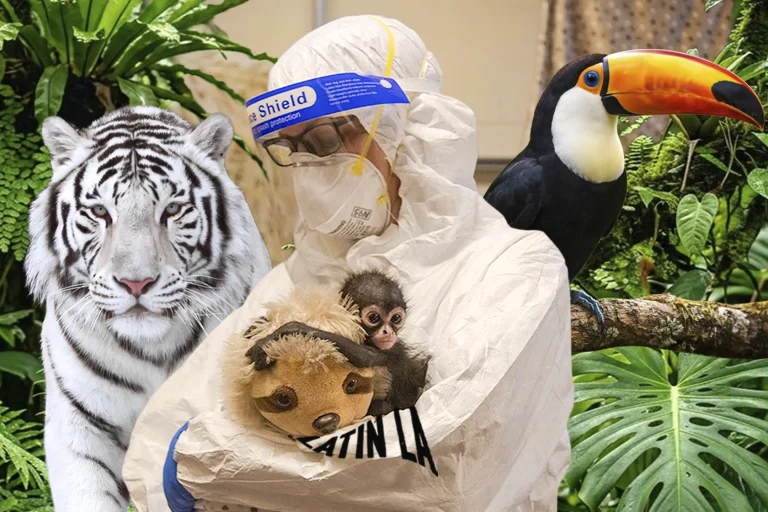 De tigres blancos a tucanes sedados: continúa el tráfico de fauna en la frontera