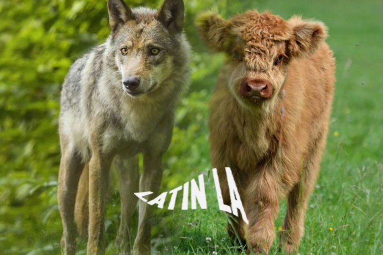 De triunfo para conservacionistas a pesadilla para rancheros: los lobos de California ya prefieren comer ganado
