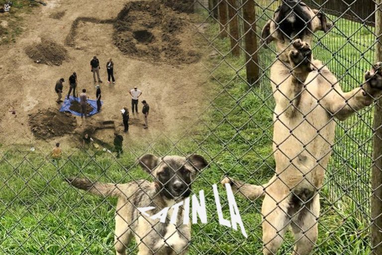 Hallan 117 perros muertos en un refugio ‘sin sacrificio’ de California