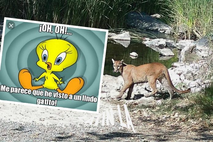 PUMA_web