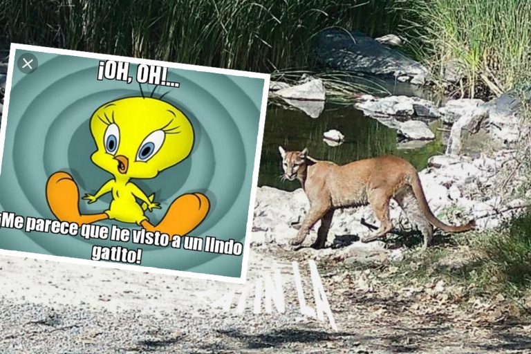 Avistamiento de un puma en Mission Trails activa alerta para visitantes en San Diego