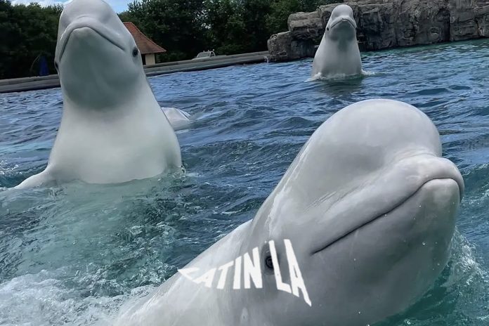 SEAWORLD_WEB
