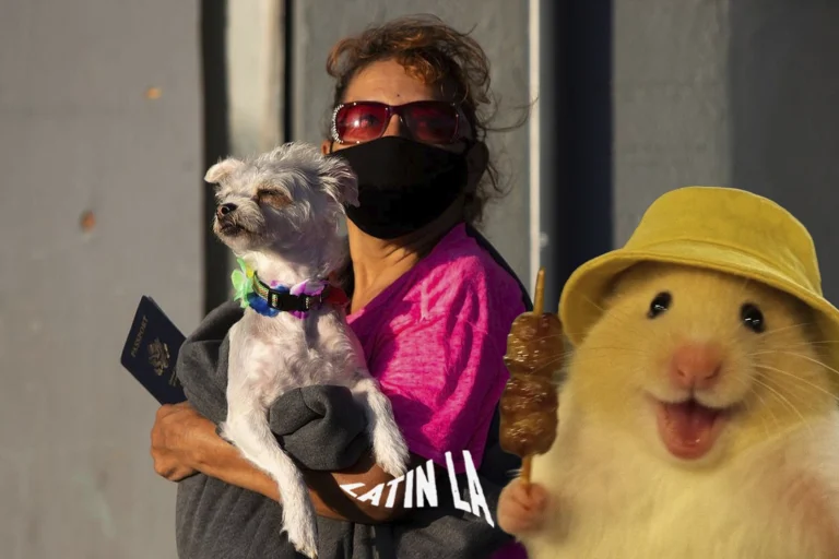 Turismo médico para mascotas gana fuerza entre familias de Estados Unidos que buscan atención veterinaria en Tijuana