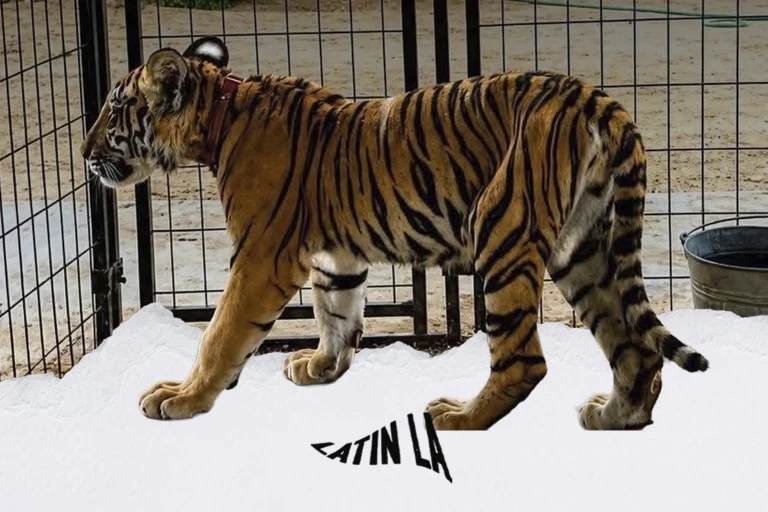Zoológico de Hank en Tijuana recibirá a tigre decomisado en Cabo San Lucas