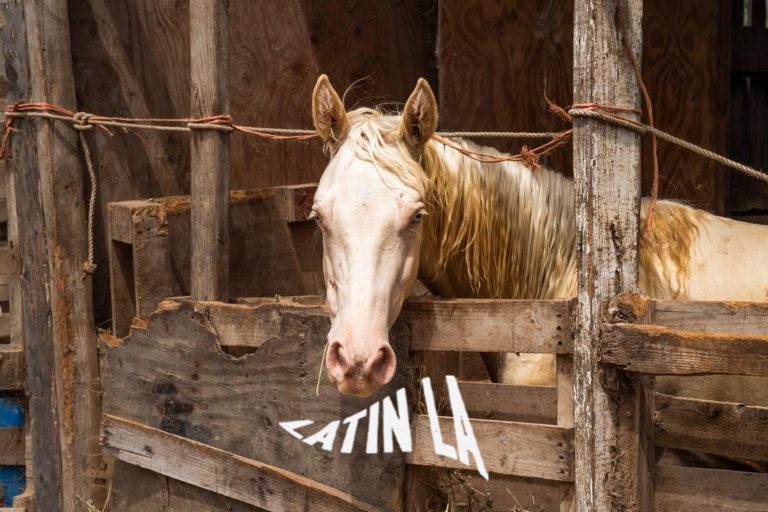 Denuncia por maltrato animal deriva en el rescate de dos caballos en Playa Hermosa